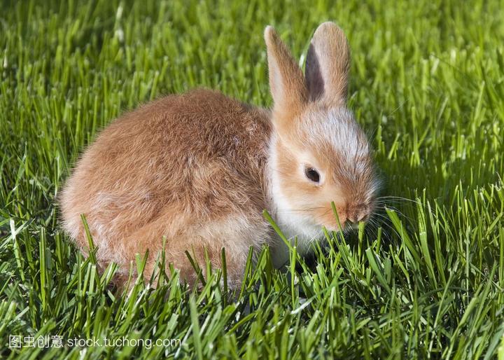 宠物兔怎么给它洗澡,如何帮兔子洗澡