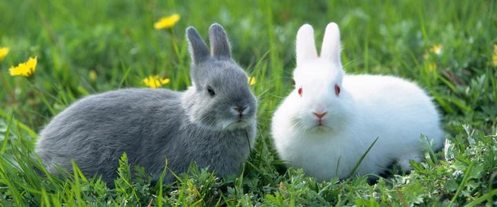垂耳兔能活多久,垂耳兔的寿命是多少年