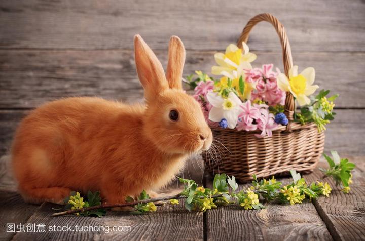 世界上最可爱的兔子品种,常见的三种宠物兔子品种：英国迷你垂耳兔、英国斑点兔、美国长毛垂耳兔