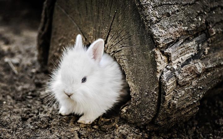 如何判断兔子是否怀孕,养兔新手怎么辨别兔子怀孕