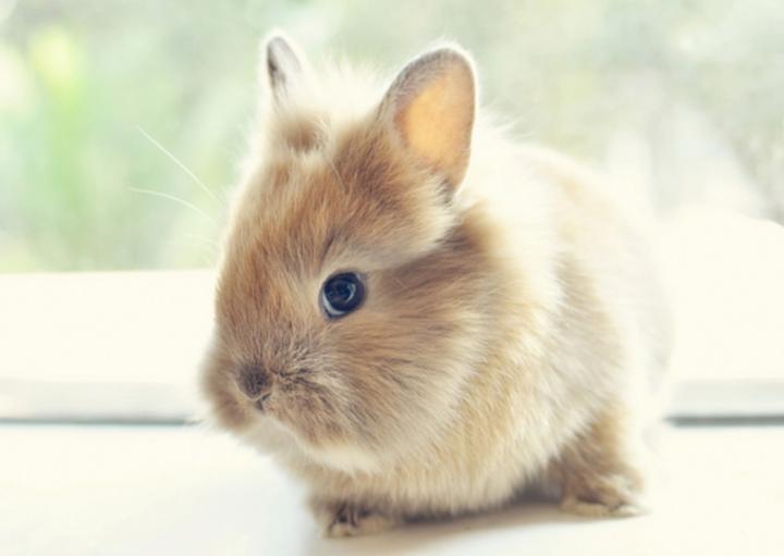 关于小兔子的资料,小兔子的资料介绍