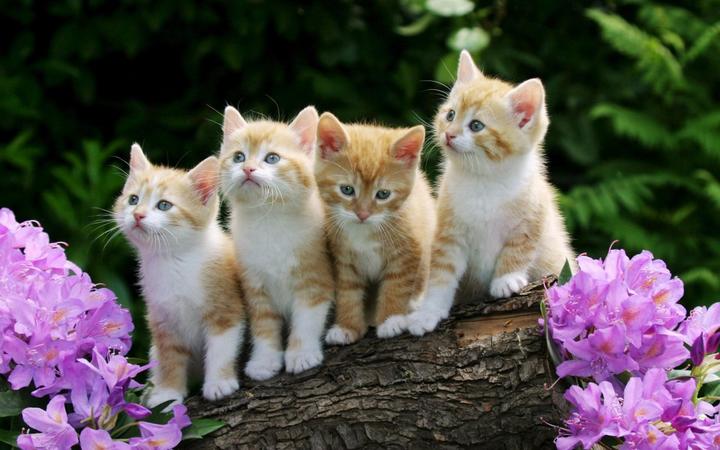 布偶猫的特点,布偶猫的特点有哪些 布偶猫原来有这么多有趣的地方