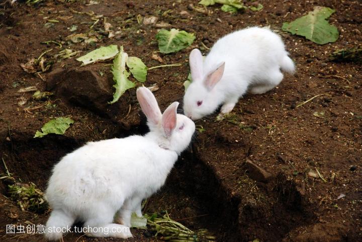大型兔子品种大全,大型宠物兔都有什么品种