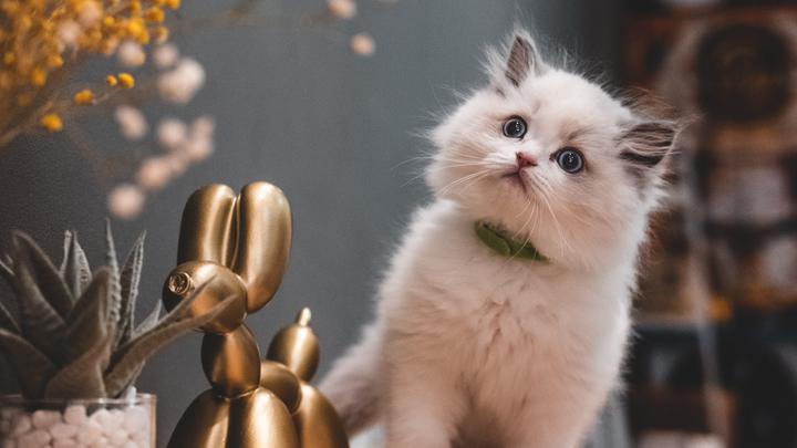 俄罗斯的猫长什么样,俄罗斯有哪些出名的猫品种
