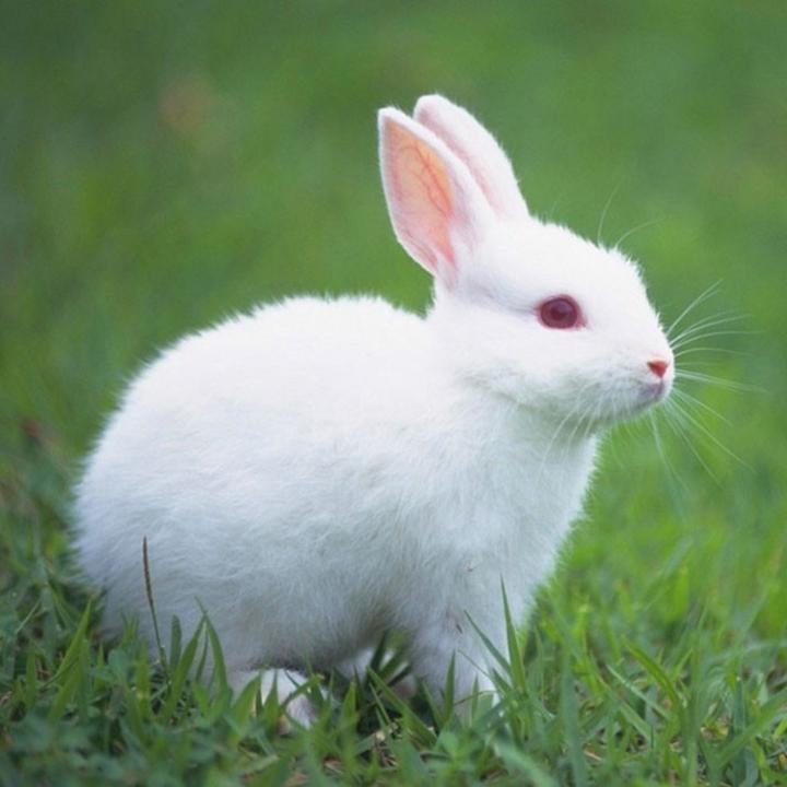 高铁托运宠物大概多少钱,高铁托运一只兔子多少钱