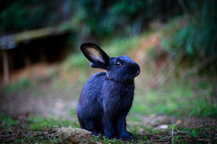 迷你垂耳兔会长大吗,法国垂耳兔长大后