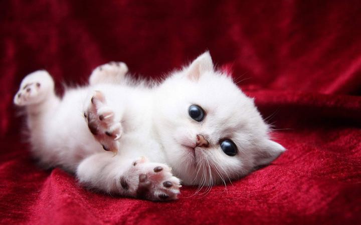 白毛蓝眼猫,白猫蓝眼睛是什么猫