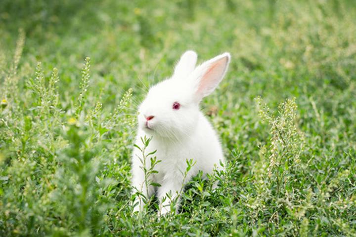 贵州正规种兔养殖基地,贵阳哪里有獭兔养殖场