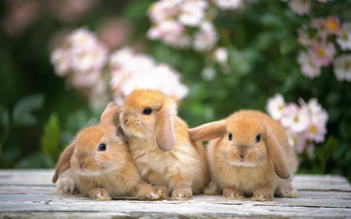 宠物兔子一般吃什么,兔子最适合吃什么食物