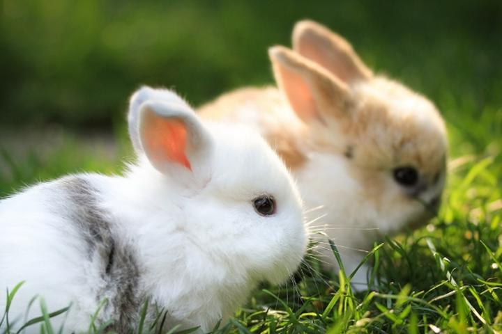 好看的兔子品种,十大最漂亮的兔子