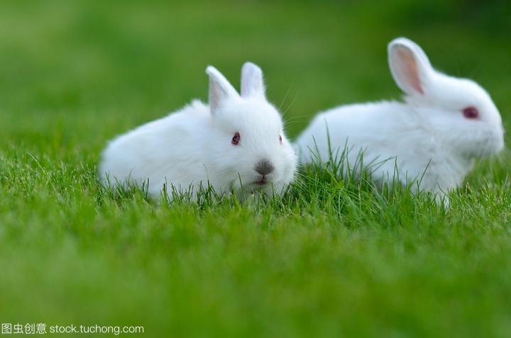 保护兔子,兔子是不是保护动物