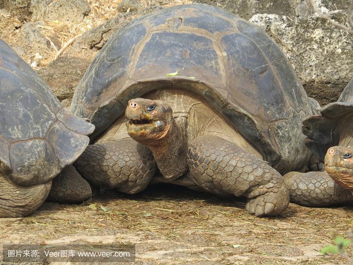 辐射龟,辐射陆龟繁殖 辐射陆龟多大可以繁殖