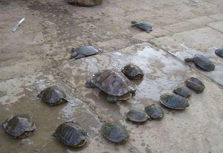 鳄龟的饲养方法,鳄龟一般要怎么养 养鳄龟的方法