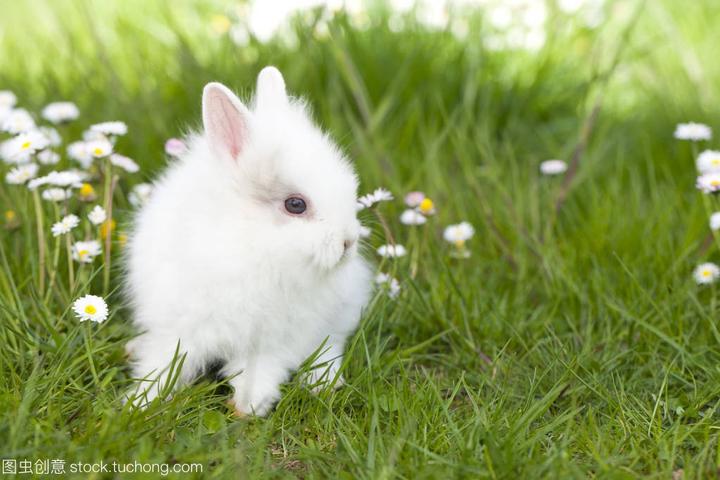 活兔子市场价多少钱一斤,今日獭兔价格一斤多少钱