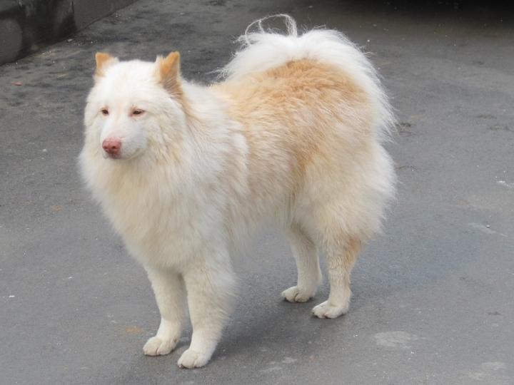 跟萨摩耶很像的狗叫什么,和萨摩耶幼犬长得相似的宠物狗狗有哪些