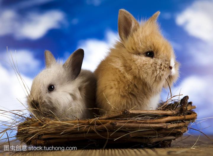 买兔子去哪里买,什么平台可以附近买兔子