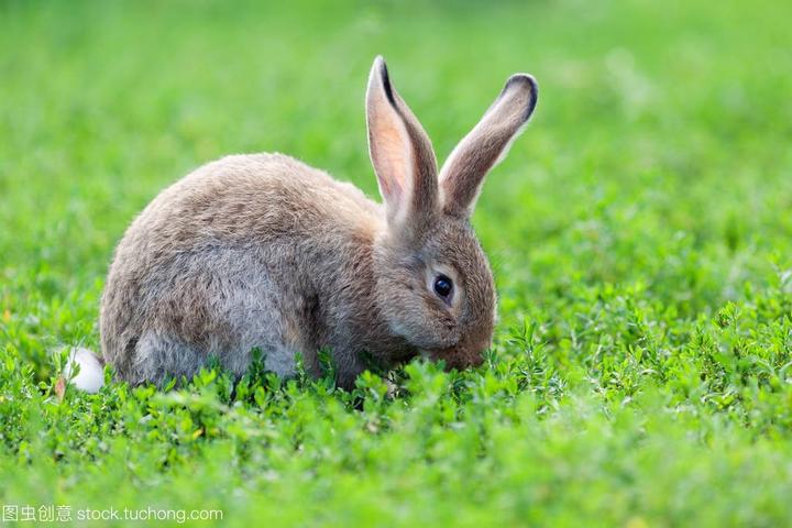 观赏兔子能活多久,怎么养兔子的一些问题