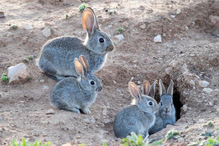 什么品种的兔子好养活,最好养的几种宠物兔