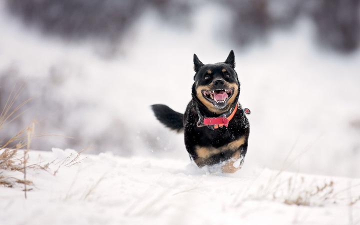 萨摩耶雪橇犬多少钱,一只萨摩耶犬多少钱