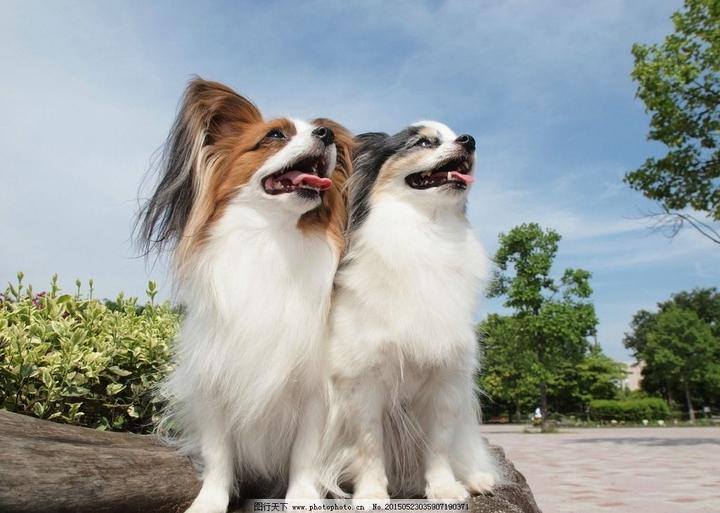 高加索犬是哪个国家的犬种,关于高加索犬