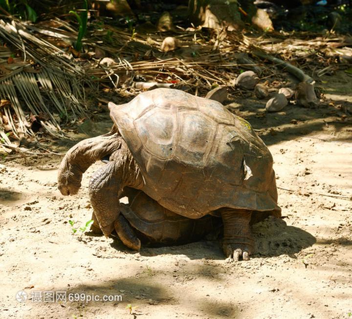 龟的寿命最长多少年,乌龟的寿命是多少