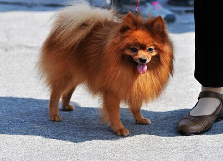 罗威纳狗狗多少钱一只,世界上最贵的狗多少钱