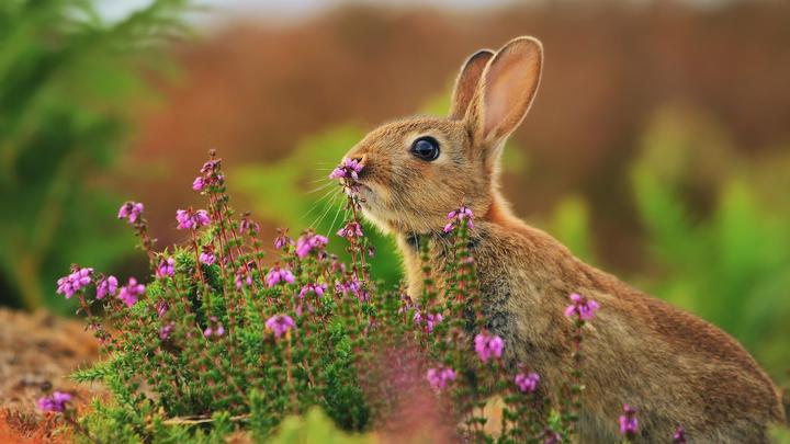 宠物兔多少钱一只幼崽,兔子一只多少钱