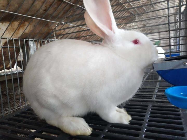 地摊上买的30元一只的兔子,我家2号买了一只兔子，30多元吧。我以前养兔子老是养死，这次我希望不养死，兔子怎么养啊喝水吗