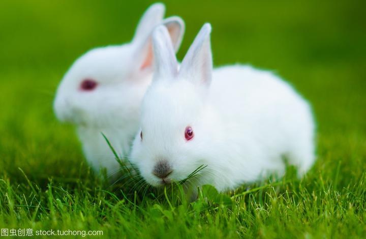 十大颜值最高的兔子,十大最漂亮的兔子