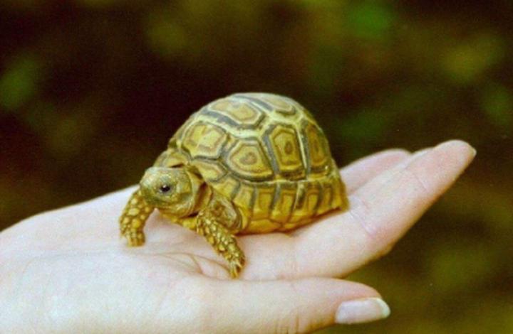 家养乌龟的饲养方法,正确的养龟方法
