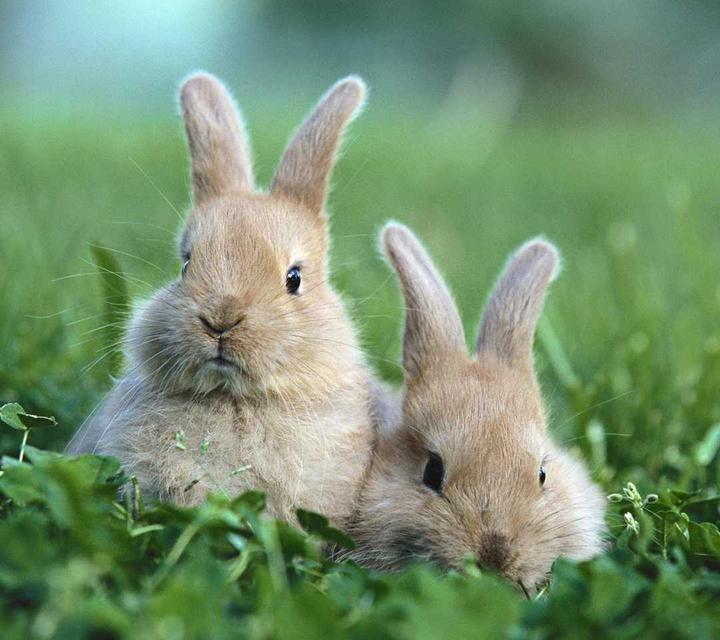 宠物兔子养殖技术,兔子怎么养殖技术