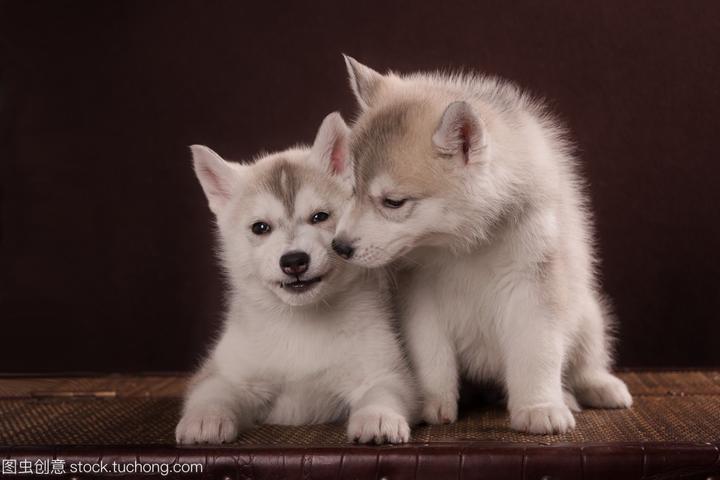 阿拉斯加犬有几种版本,阿拉斯加分几个品种