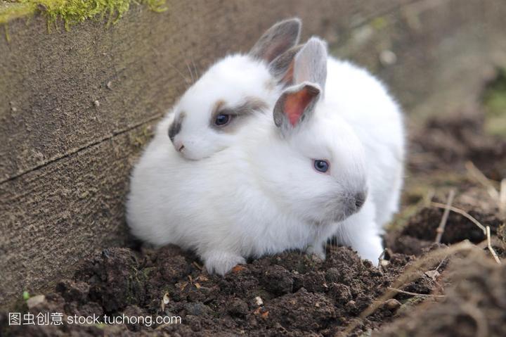家养小白兔多少钱一只,一只兔子多少钱