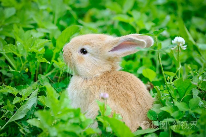 垂耳兔长毛贵还是短毛贵,垂耳兔什么颜色最值钱
