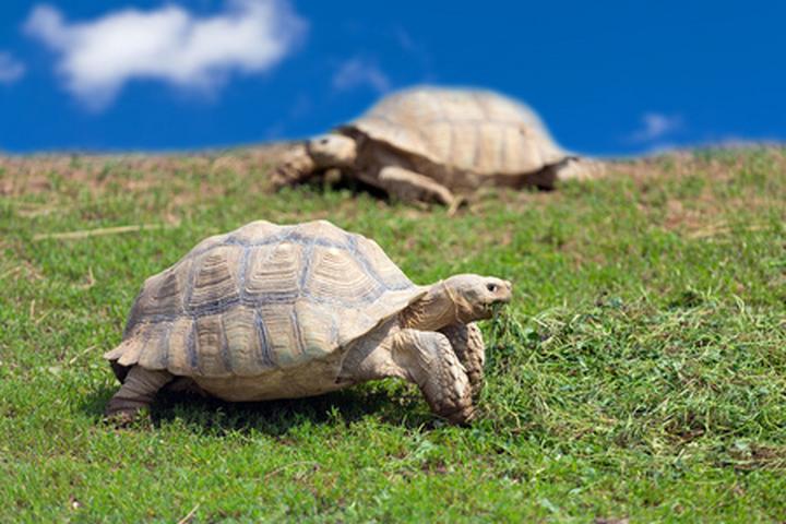 陆龟寿命最长多少年,豹纹陆龟的寿命，能长多大