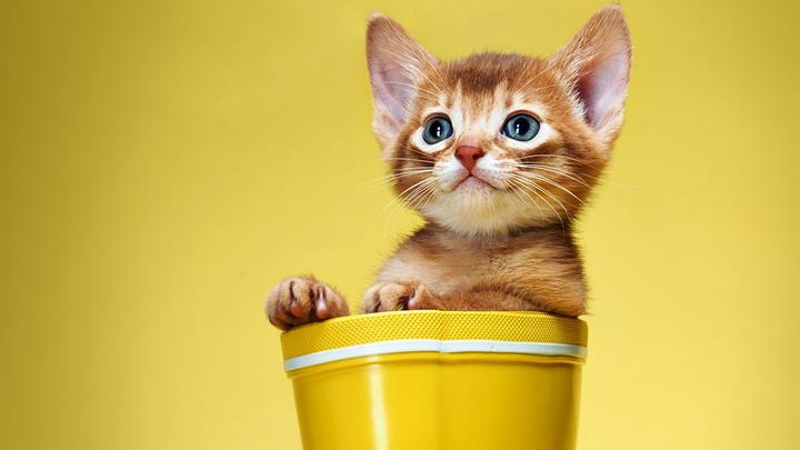 发育宝猫粮官网,国产猫粮排行榜前十名