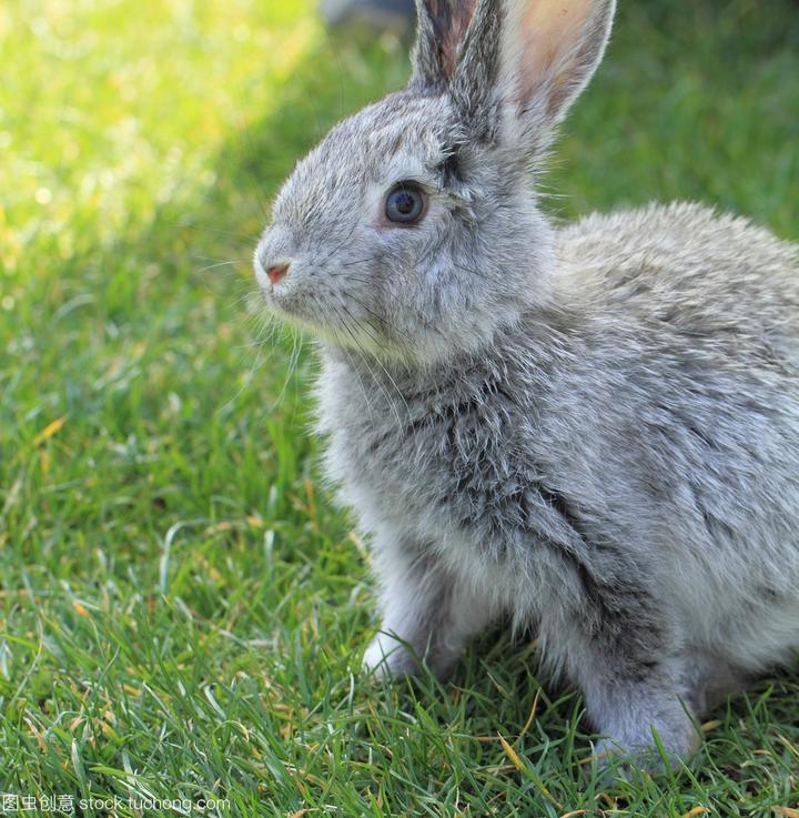 波兰兔多少钱一只,我今天买了一只小白兔,当时买的时候没注意到,回到家才发现它的眼睛是黑色的,那是家兔还是波兰兔呢