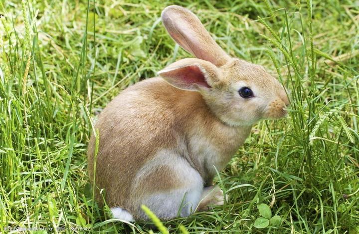 海棠兔为什么不能养,侏儒海棠兔好养吗 怎么养侏儒海棠兔