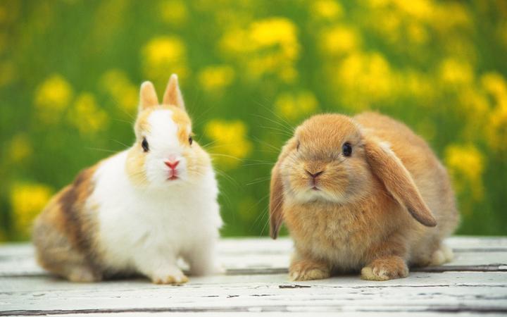 国产侏儒兔能长多大,200克侏儒兔大概多大