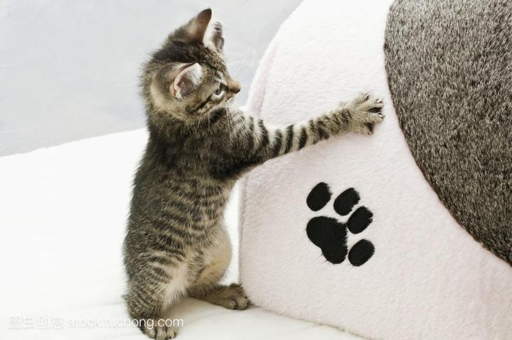 常见的假布偶猫,hello Kitty 凯蒂猫布偶怎样区分真假