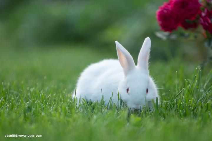 宠物兔子的寿命有多长,兔子大概能活多少年