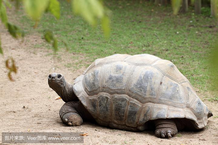加拉帕戈斯象龟还有多少只,世界上仅存一只的是什么龟