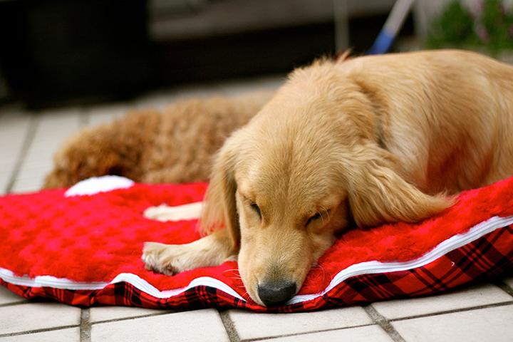 阿拉斯加幼犬现在多少钱一只,买一只纯种阿拉斯加犬 大概要多少钱一只 在哪