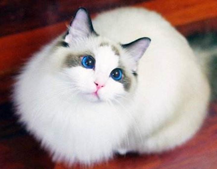 安哥拉猫颜色,世界上最古老的长毛猫 土耳其安哥拉猫(白猫蓝眼)