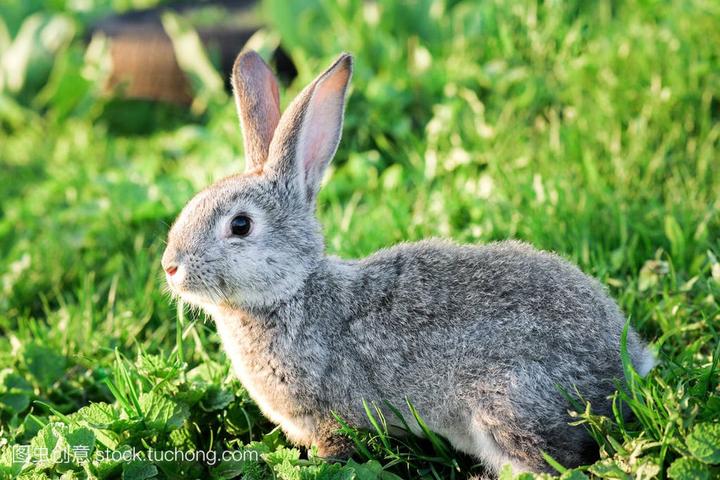 迷你兔子多少钱一只,20只兔子,哪种最省钱最省钱呢