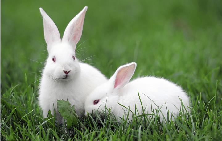垂耳兔寿命有多长,垂耳兔寿命有多长