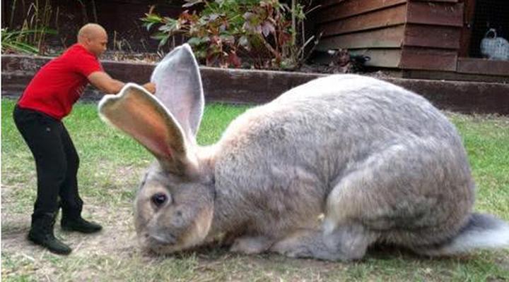 塞北兔多少钱一只,养殖哪个品种的兔子市场价值高，一只兔需要多少成本