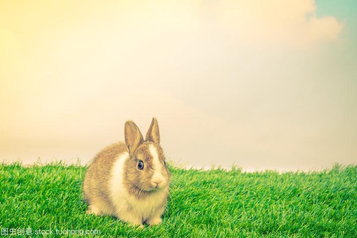 宠物兔子品种大全及介绍,比较常见的宠物兔有哪些怎么饲养宠物兔