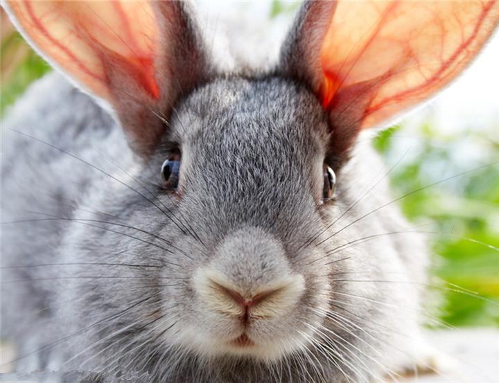 垂耳兔子是什么品种,纯白蓝眼睛垂耳兔是什么品种