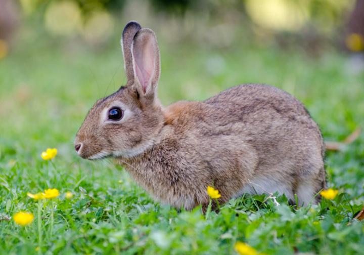 安哥拉兔子的智商,兔子通人性吗兔子通人性吗怎么养兔子好啊
